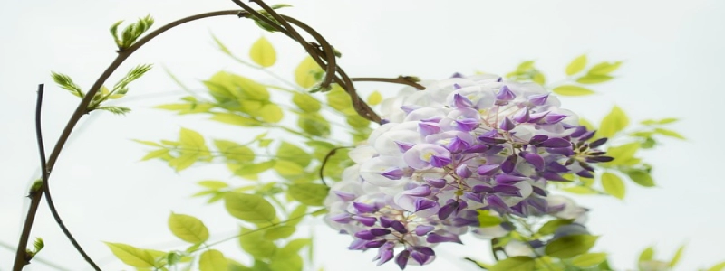 wavelength to colour